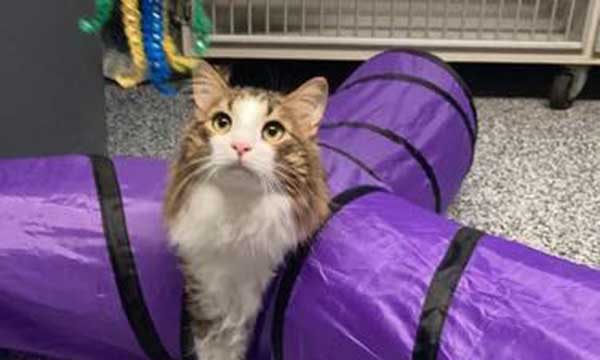 Boarding for Dogs and Cats Boarding for Dogs and Cats