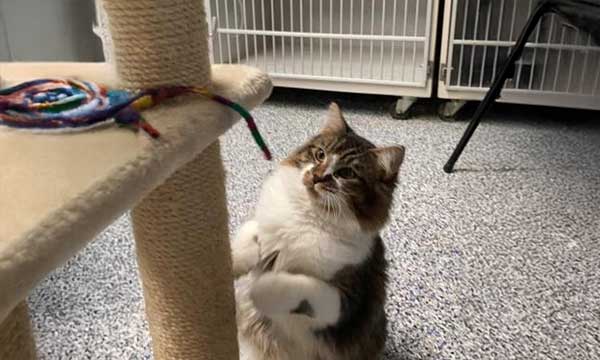 Cat Boarding Services