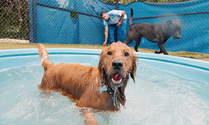 Doggy Daycare Doggy Daycare
