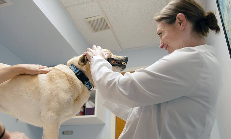 Dental Care Services