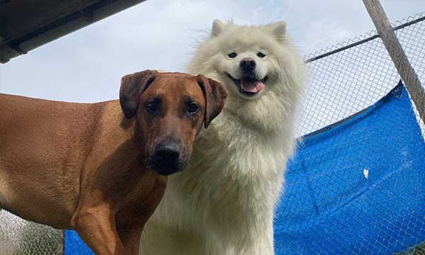 Dog Boarding Services