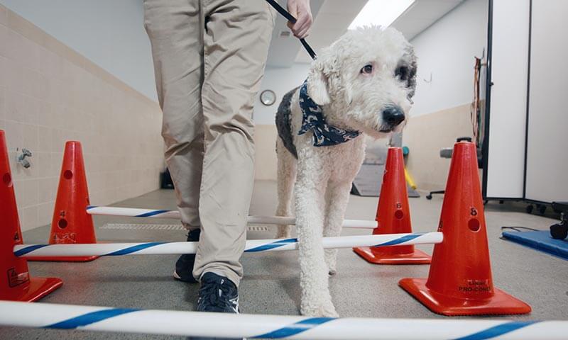 Canine Rehabilitation Therapy Canine Rehabilitation Therapy