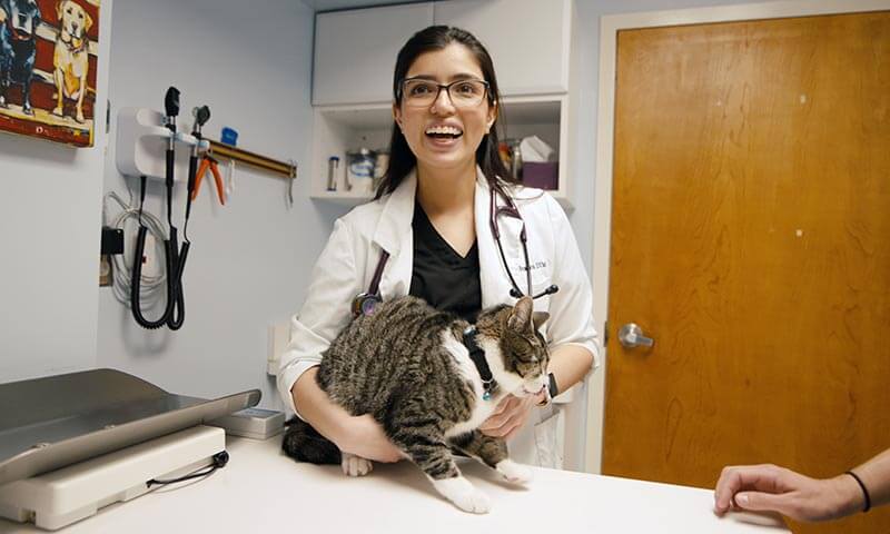 Veterinary Care Veterinary Care