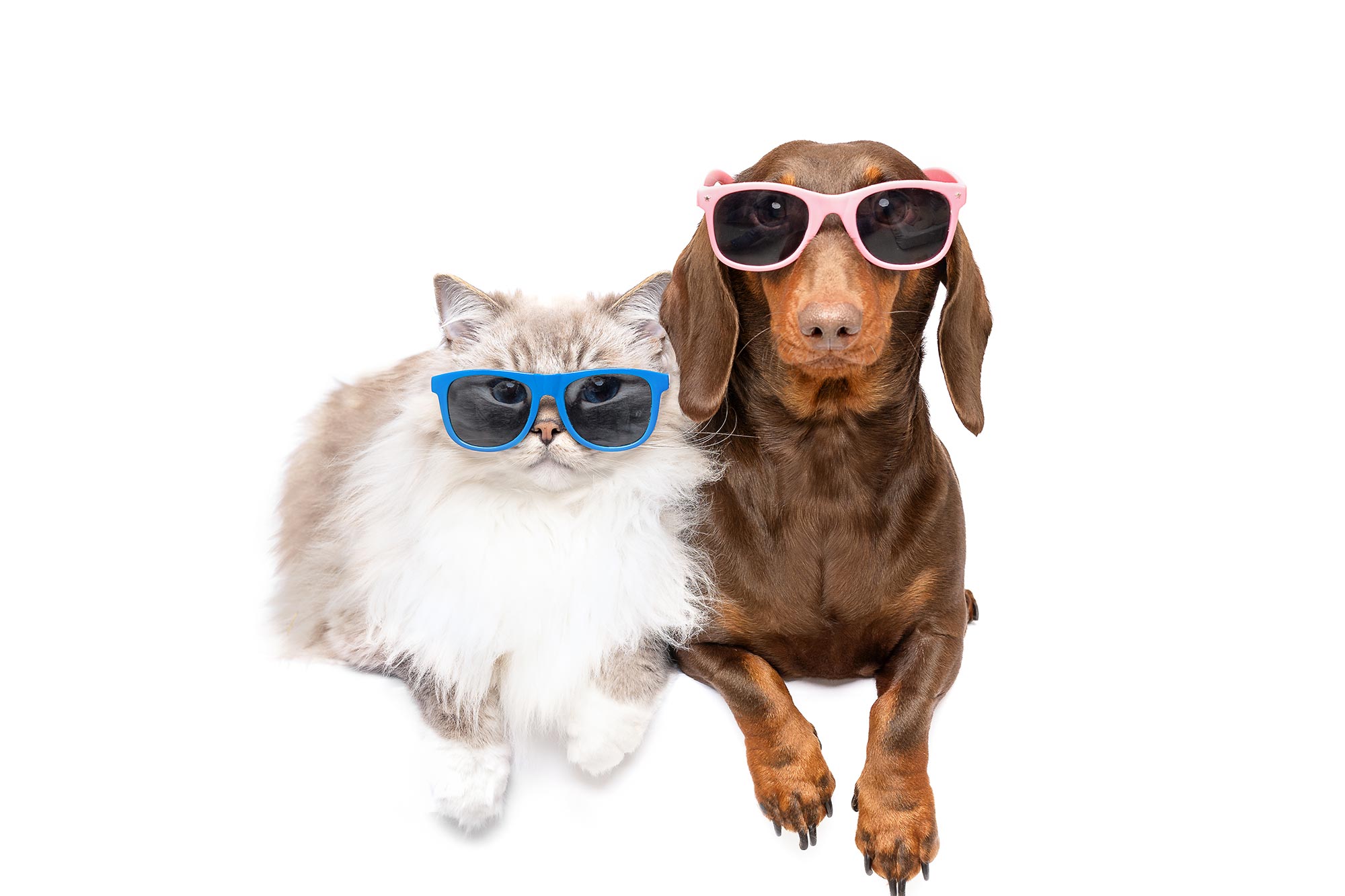 3 Tips For Summer Pet Protection