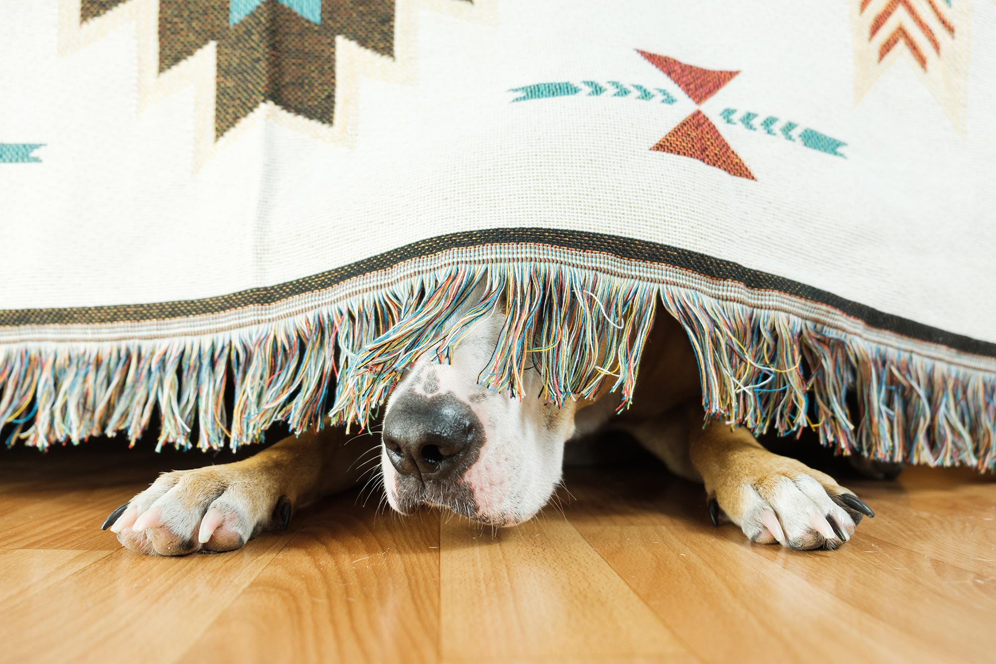 Dog hiding under bed scared of loud noises