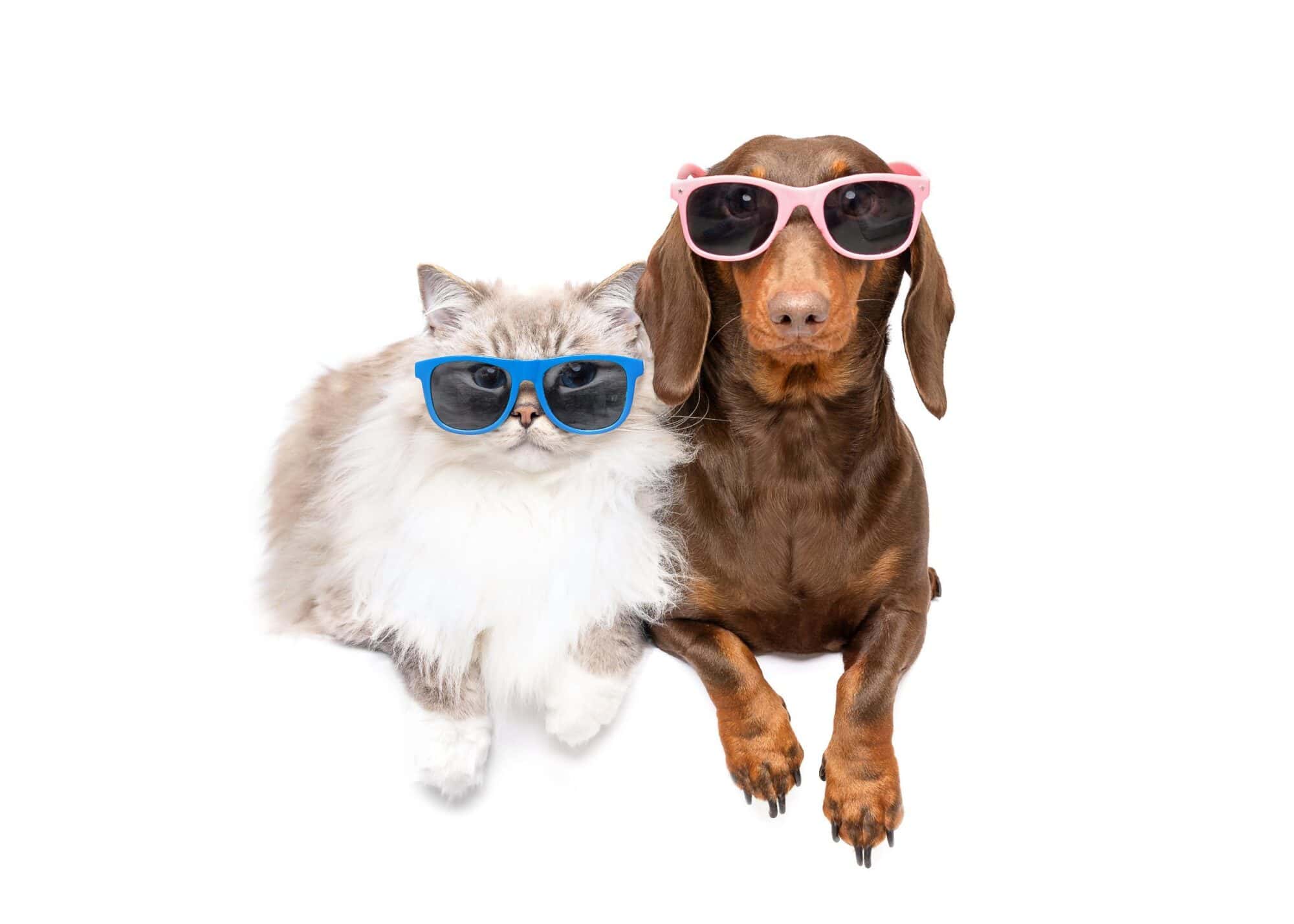 How to Protect Your Pets from Common Pes …