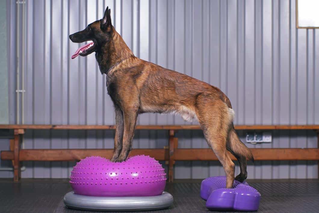 a dog doing therapy on exercise equipment.