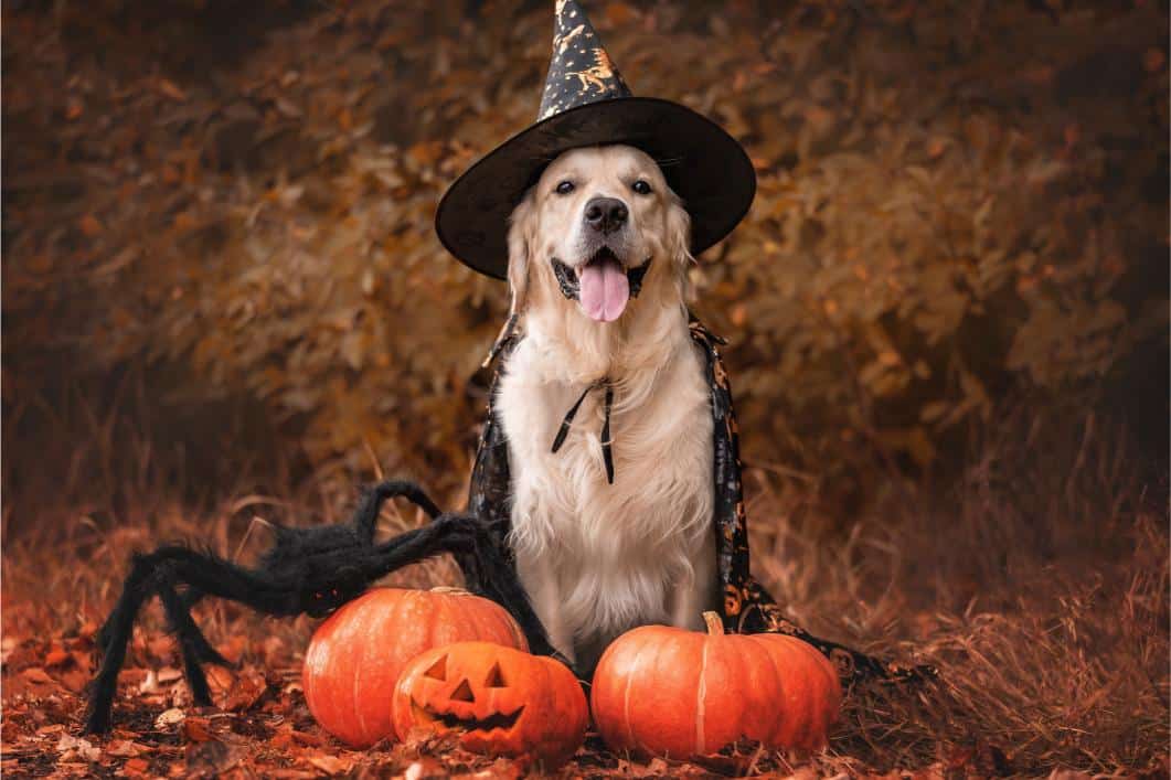 Halloween Pet Safety Tips for Rockville  … Halloween Pet Safety Tips for Rockville  …