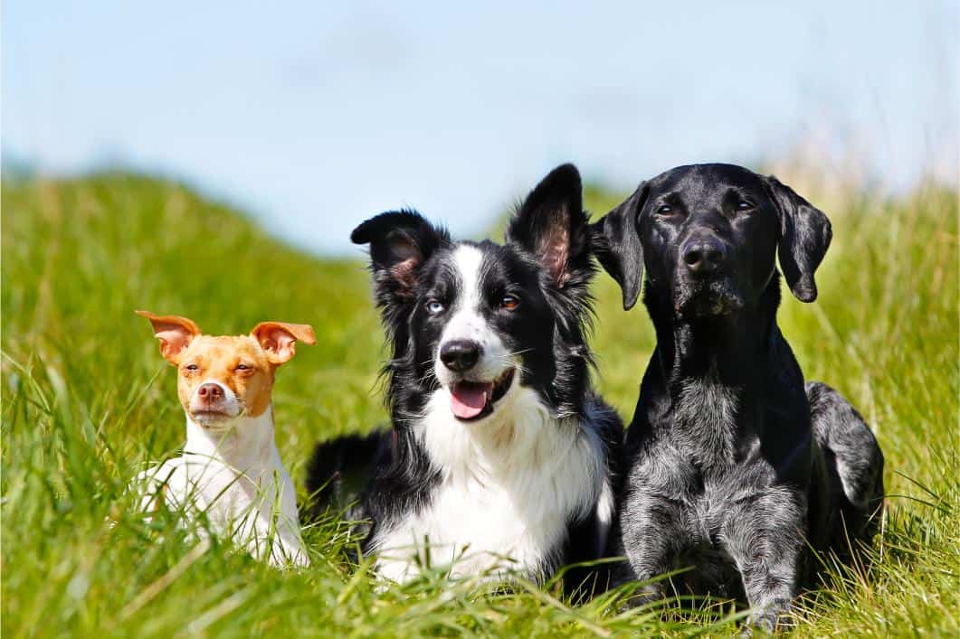 Which Dog Is Right for You? 