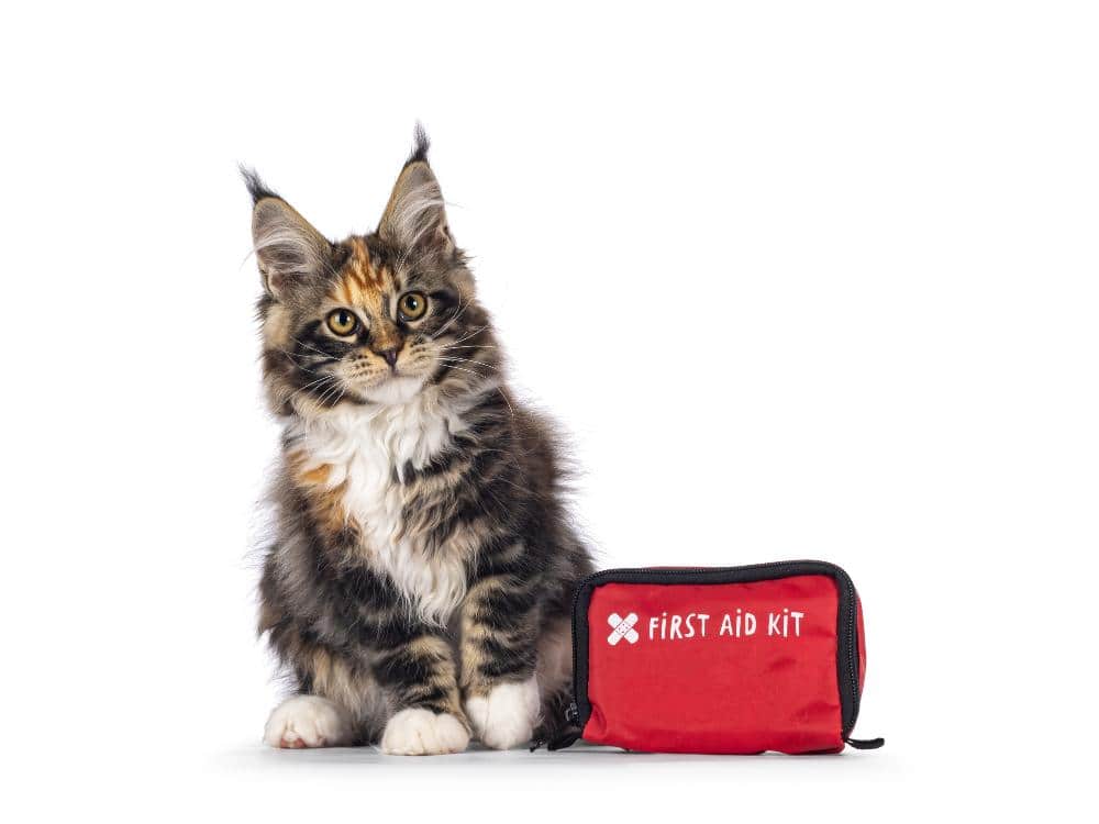 Pet First Aid for Busy Households: What  &hellip;
