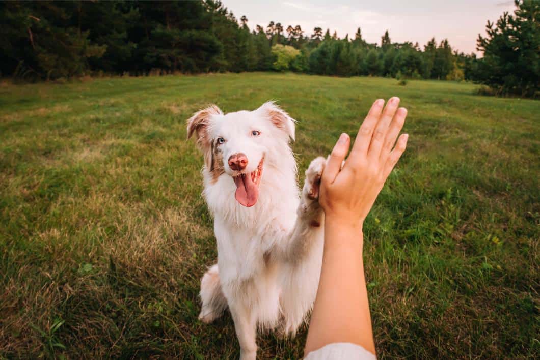 The Rockville Guide to 2026 Pet Enrichme &hellip;