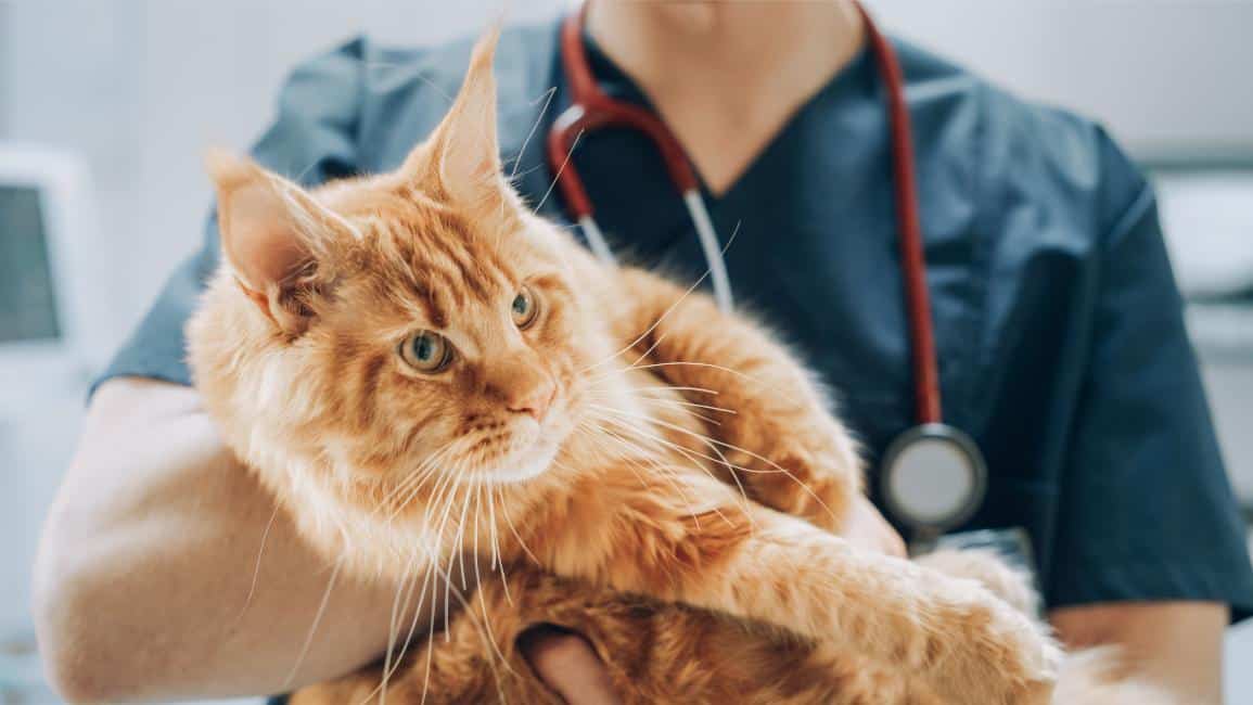 Why Your Pet’s Annual Bloodwork Is Mor &hellip;