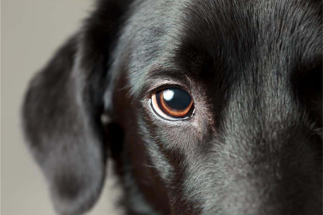 Why Some Dogs Develop Chronic Eye Irritation