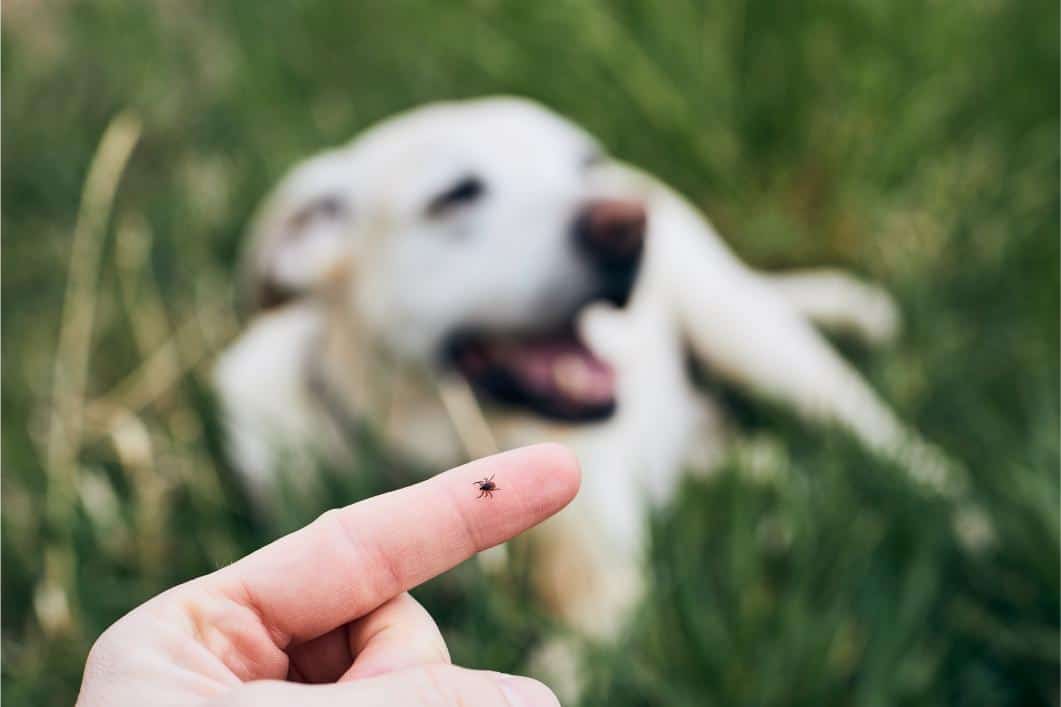 Deer, Ticks, and Dogs: What Maryland Pet Owners Should Know This Fall