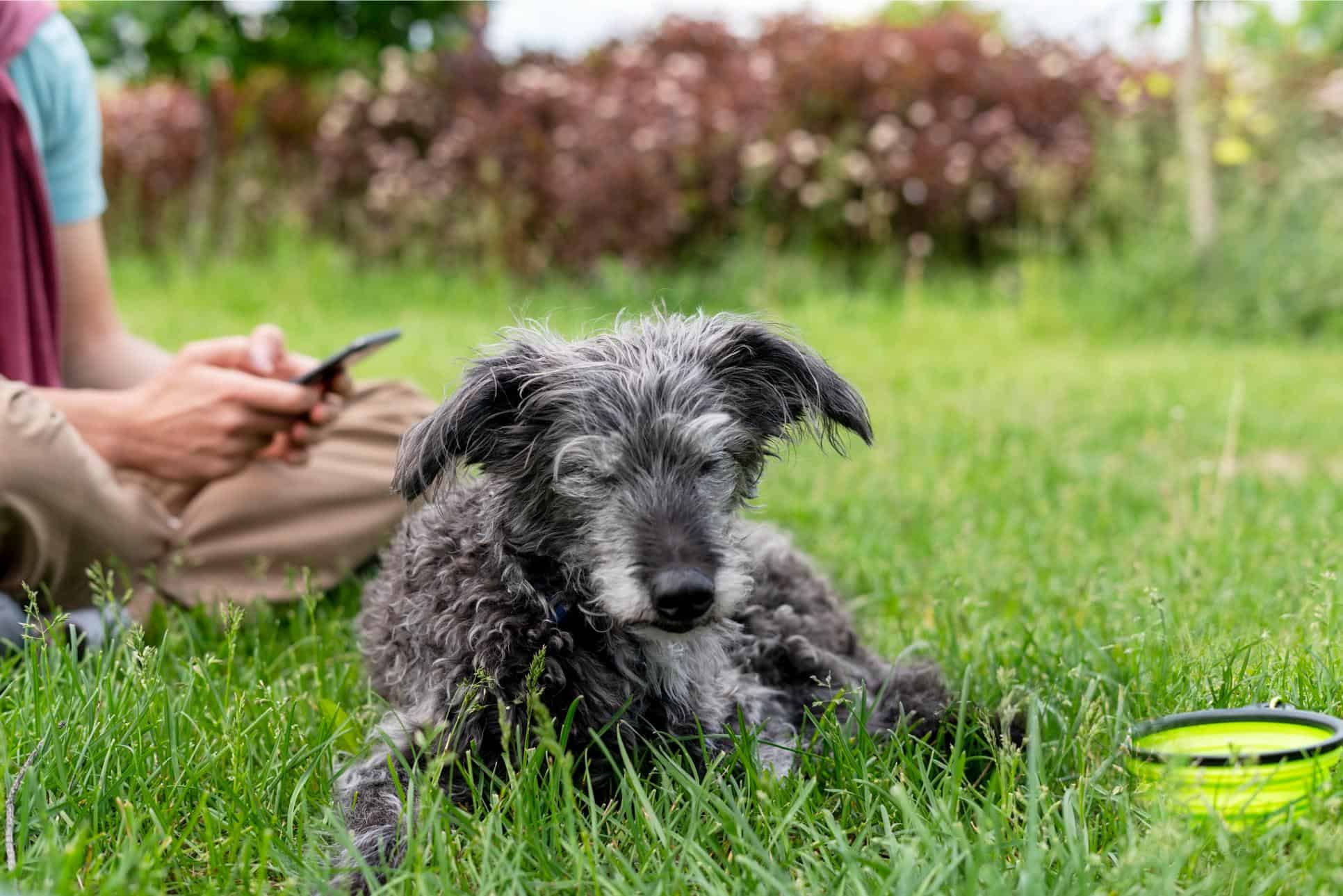 Why Some Pets Develop New Fears as They Age