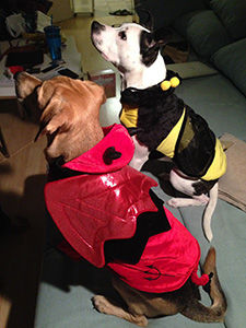 Snoopy and Belle look content in their costumes