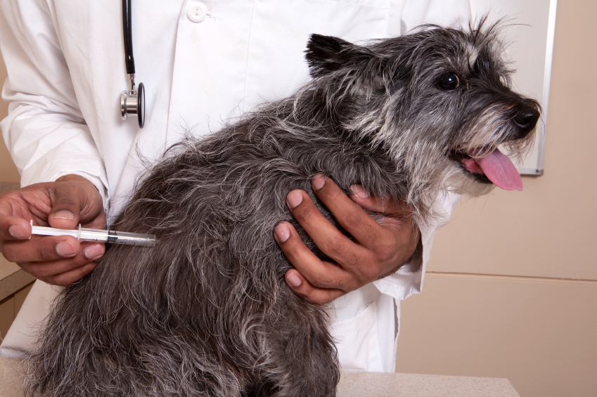 Importance of Rabies Vaccination in Indoor Pets Pet Dominion