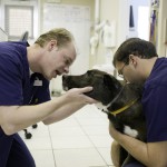 veterinarian examines a dog