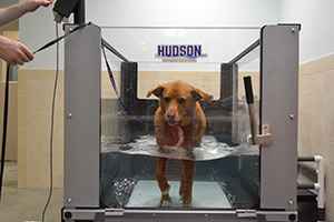 Dog rehab on water treadmill