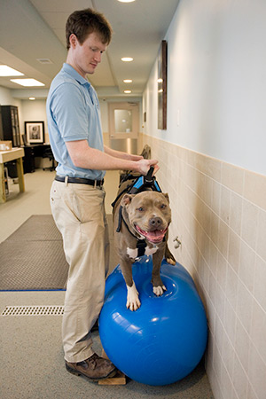 Dog rehab on training ball