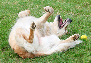 Dog rolling around in the grass