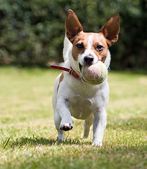 Dog running with a tennis ball