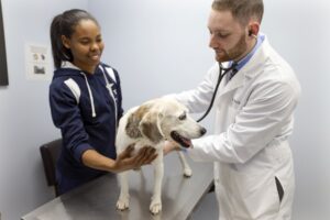 Dr Brody examining a dog