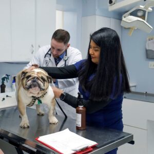 dog being examined by veterinarians
